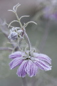 Frozen Cosmos