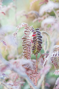 Sorbus setschwanensis touched by frost