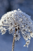 Ice cold Angelica
