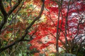Autumn trees