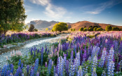 Tekapo Lupins