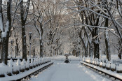 Winter Wonderland in Central Park