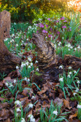 Snowdrops and Hellebores