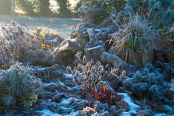 The Stumpery in Frost