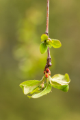 Weeping Crabapple
