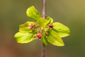 Weeping Crabapple buds