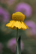 Sneezeweed