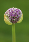 Allium Anticipation