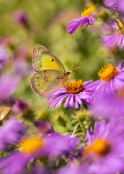 Orange Sulphur Butterfly on Aster