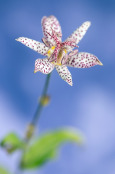 Tricyrtis formosana