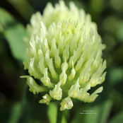 Trifolium ochroleucon