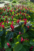 Trillium chloropetalum