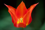 Tulip Ballerina