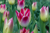 TULIP 'Tender Whisper'