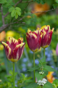 Rembrandt tulips