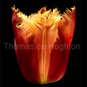 Blazing Tulip 2008