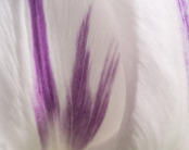 Tulip Petal Detail