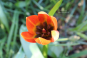 Tulipa_whittallii