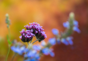 Verbena bonariensis in Autumn