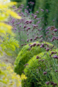 Verbena bonariensis