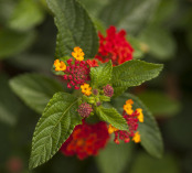 Verbenaceae Lantana Radiation