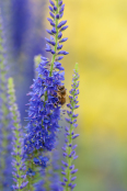 Veronica grandis with bee