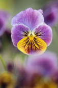 Viola 'Antique shades'