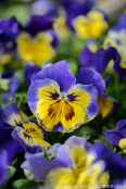 Pansy Matrix Morphius