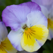 Viola Tricolour
