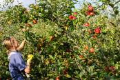 Apple Picking 