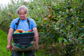 Apple Harvest