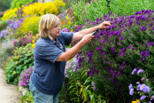 Tending to the Herbaceous Border, Waterperry