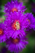 Bee on Michaelmas Daisy