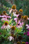 Echinacea