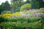 The Aster Beds