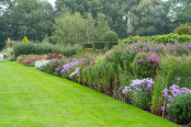 The Aster Beds