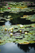 Lily Pond