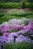 Aster Beds, Waterperry