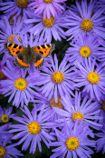 Butterfly on Aster