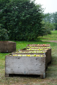 Apple Boxes