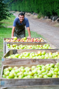 Harvest II