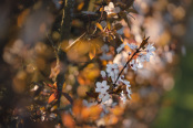 In amongst the cherry hedge