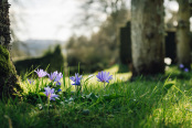 Anemone blanda looking to the sun