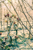 Frosted rosehips and vines