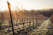 Next year's rosé in midwinter