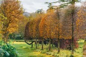 Pleached beech, autumn edition