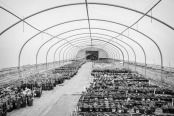 Seedlings in Polytunnel