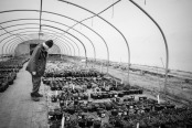 Seedlings in Polytunnel