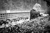 Gardener at Work, Garden Centre, Waterperry