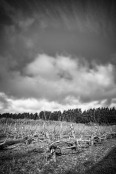 Apple Trees in Winter